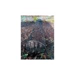 Planters and Dibbers, Plant Net Tunnel 300x45x45cm   Protective Grow Tunnel for Gardens, FLO