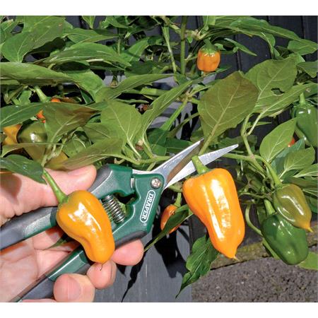 Draper 73729 Precision Curved Pruning Secateur (165mm)