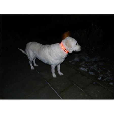 Trixie Flash Collar, Amber   Medium Dogs (50 70cm)