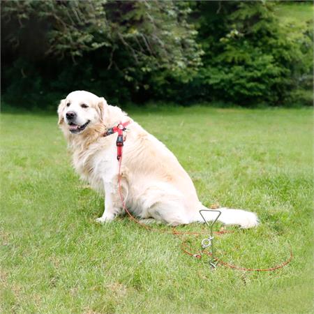 Dog Anchor with Tether