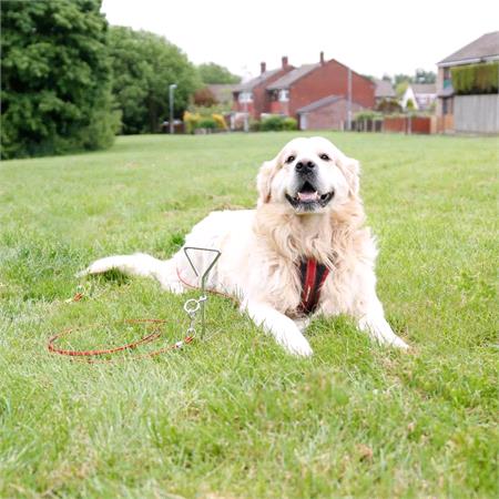 Dog Anchor with Tether
