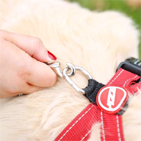 Dog Anchor with Tether