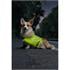 Dog Safety Vest   High Visibility Life Vest for Your Pet   Size S