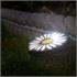Solar Daisy Light   Set of 4